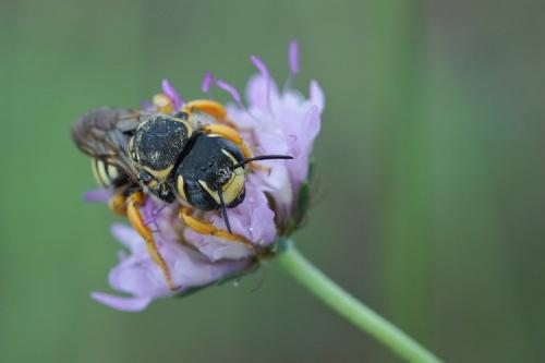 Trachusa integra